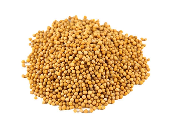 Mustard Seeds Yellow Herbs & Spices