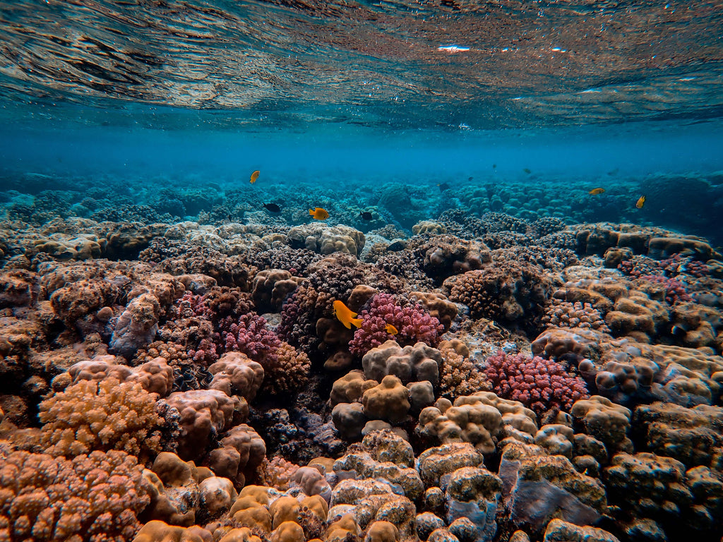Protecting Our Oceans: The Importance of Reef-Friendly Sunscreen