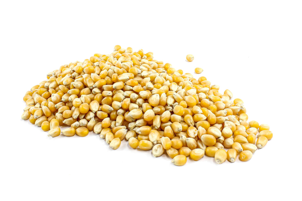 Popping Corn Organic Seeds HIGH PROTEIN